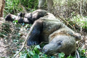 Ιωάννινα: Απελευθέρωσαν την αρκούδα που πιάστηκε παγίδα στον Άνω Παρακάλαμο (βίντεο)